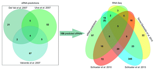 Figure 1. Overview of computational predicted and experimentally identified sRNAs in S. meliloti. On the left, Venn-diagram illustrating the number of potential sRNA encoding regions predicted by del Val et al.,Citation5 Ulve et al.,Citation6 and Valverde et al.Citation7 On the right, Venn-diagram representing sRNA transcripts identified via RNA-seq studies by Schlüter et al.,Citation8 Schlüter et al.,Citation27 and Torres-Quesada et al.Citation28 and a comparison to the 156 predicted candidates. Number in brackets: clustered sRNA genes (at least two experimentally identified neighboring sRNA genes) which were spuriously predicted and summarized as a single sRNA gene region were counted as individual transcription units.