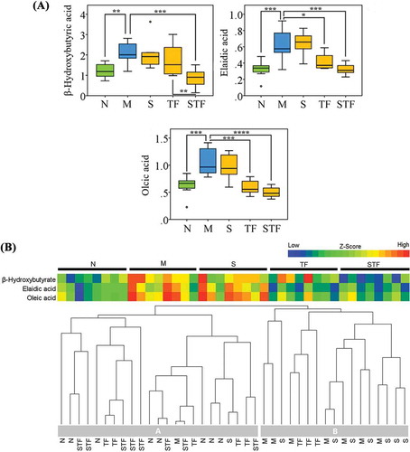 Figure 6. Box plots of three typical differential metabolites in the serum of mice, which were plotted with * in box plots *p<0.05, **p<0.01, ***p<0.001, ****p<0.0001 (n=8) (A). Hierarchical clustering analysis and heat map of the z-score for identified metabolites in different diet s-administrated mice (B). N: normal group ; M: high-fructose model group ; S: stachyose-treated group ; TP: tea polyphenol-treated group ; STP: stachyose-tea polyphenol commixture group.Figura 6. Análisis de clúster jerárquico y de mapa de calor del diagrama de los puntos z para metabolitos identificados en ratones alimentados con dietas diferentes (A). Diagrama de recuadros de tres distintos metabolitos típicos en el suero de ratones (B). N: grupo normal, M: grupo modelo de alta fructosa, S: grupo tratado con estaquiosa, TP: grupo tratado con polifenoles de té, STP: grupo tratado con estaquiosa y polifenoles de té.