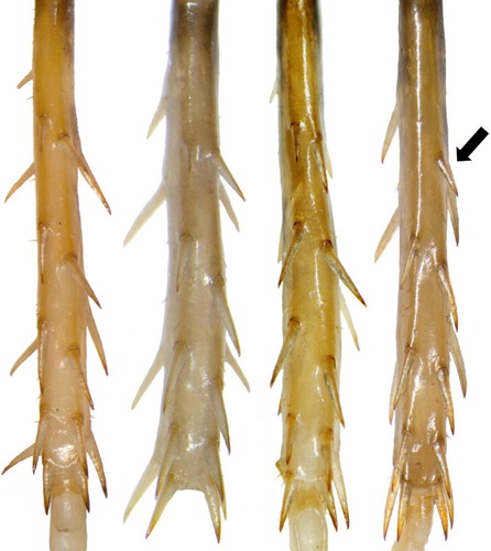 Figure 5. Inferior mid tibial spines. From left to right: Hemiandrus maculifrons, Hemiandrus luna sp. nov., Hemiandrus brucei sp. nov., Hemiandrus nox sp. nov. Spines are positioned in pairs with a single apical pair and four pairs spaced along the inferior mid tibiae. Hemiandrus nox sp. nov. lacks a proximal spine along the retrolateral angle leaving a single unpaired spine (arrow). Left tibiae shown here.