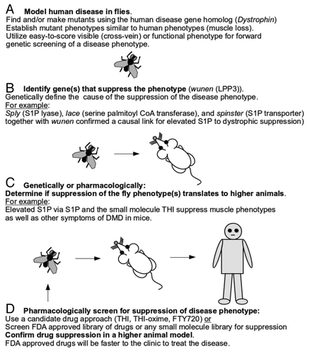 Figure 1. Strategy for the use of model organisms for rare disease study. (A) and (B) Establish phenotypes; screen easy-to-score phenotypes for modifier candidates of the disease process. Dissect identified pathways. DMD characterized by the loss of dystrophin protein is well modeled in Drosophila. Visually, the loss of Dystrophin can be scored in the posterior cross-vein of the fly wing, which allowed for easy screening of modifiers. Using muscle structural and functional phenotypes elevated S1P action was genetically confirmed to alleviate muscle wasting. © Extend studies to higher animals by genetic and/or pharmacological analysis. With DMD we found that using S1P and the S1P lyase inhibitor, THI partially ameliorated DMD pathology in mdx mice. (D)Drosophila may be used to screen drugs. A accelerate the process, complete FDA approved libraries of drugs can be screened in flies with the repurposing goal. Effective drugs may then be tested in mice where confirmation of efficacy may yield clinical trial candidates. Additionally, any small molecule library may be screened for muscle wasting suppression in flies.