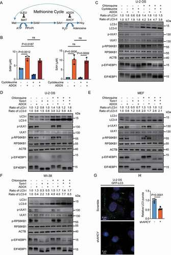 Figure 1. SAH inhibits autophagy in an MTORC1-independent manner. (A) A schematic map of methionine cycle. (B) ADOX increases SAH and SAM levels while cycloleucine decreases SAM levels. U-2 OS cells were treated as indicated and cellular SAM and SAH levels were analyzed by HPLC. (C) ADOX decreases LC3-II and increases LC3-I. U-2 OS cells were treated and total cell lysates were blotted as indicated. ACTB was used as loading control to quantify changes in both LC3-I and LC3-II levels. (D-F) ADOX increases LC3-I and decreases LC3-II with or without Torin 1 and CQ treatment in U-2 OS (D), MEF (E) and WI-38 (F) cells. (G) and (H) KD-AHCY decreases LC3 puncta. In general, cells were treated with 50 μM ADOX for 6 h; 0.2 μM Torin 1 for 6 h; 20 mM of cycloleucine for 24 h; 50 μM CQ for 6 h, followed by western blot analysis. Bars and error bars represent mean values and SDs, respectively. The Two-way ANOVA was used for B and the unpaired two-tailed t-test was used for H. ns represents no significance, defined as P > 0.05. N = 3 in B. N = 5 in H.