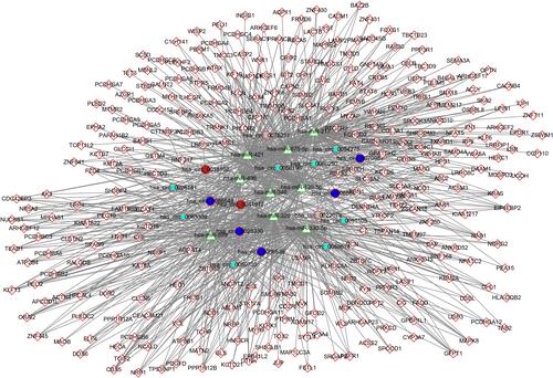 Figure 7 Construction of a circRNA-miRNA-mRNA ceRNA network. Genes in rhombus represent mRNAs; genes in circle represent circRNAs; genes in triangle represent miRNAs. Different colors for circRNAs represent different modules.