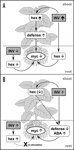 Figure 1 Regulation of arbuscular mycorrhization by modulated invertase activity in the plant apoplast. (A) A decreased mycorrhization can be achieved either by reduced activity of apoplastic invertase in the root or strongly increased activity in the leaf (up to 25-fold). In both cases, the root is characterized by an undersupply of carbohydrates. Moreover, the strong invertase activity in the source leaves results in sugar accumulation and activation of defense mechanisms in the leaves, that include the accumulation of PR transcript levels and phenolic compounds like chlorogenic acid isomers, scopolin and scopoletin.Citation22 This increased defense status of the plant may contribute additionally to the inhibition of AM. (B) An increased mycorrhization cannot, however, be obtained by increased invertase activity in the root apoplast despite the higher root hexose levels. Instead, stimulated mycorrhization was observed in plants with slightly (2- to 4-fold) enhanced invertase activity in the leaf apoplast. Such plants showed an altered defense and hormone status in the root as characterized by a reduction in phenolic compounds (chlorogenic acid, scopolin and scopoletin), amines and some amino acids as well as increased abscisic acid levels. These changes are potentially triggered by slightly reduced sugar levels in the leaves.