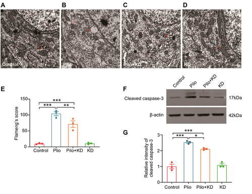 Figure 7 Effects of the KD on the ultrastructure of the mitochondria and expression of cleaved caspase-3 following seizures. (A–D) The ultrastructure of the neuronal mitochondria in the CA1 area of the hippocampus was observed by transmission electron microscopy. Intact mitochondrial membranes and cristae could be observed in the mitochondria of the control (A) and KD alone (D) groups. The mitochondria in the Pilo group were severely swollen and vacuolated, with rupturing cristae and membranes (B); these abnormal changes were reversed by the KD treatment (C). Red arrows neuronal mitochondria. Scale bar = 500 nm. (E) Quantitative analysis of structurally damaged mitochondria with the Flameng’s score (n=3 rats/group). (F) Representative Western blot images of cleaved caspase-3 in each group. (G) Densitometric analysis of hippocampal cleaved caspase-3 expression in each group (n=3 rats/group). The data represented the relative quantity compared with the control group. All results were expressed as the mean ± SEM and analysed by a one-way ANOVA with the LSD test. *, **, ***Represent P < 0.05, P < 0.01 and P < 0.001, respectively.