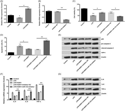 Figure 3. NGR1 weakened LPS-triggered PC-12 cell inflammation damage via elevating miR-132. (A) Followed by LPS and/or NGR1 stimulation, miR-132 expression was measured. (B) Transfection efficiency of miR-132 inhibitor was tested. Followed by LPS and/or NGR1 stimulation or miR-132 inhibitor transfection, (C) cell viability, (D) apoptosis, (E) p53, Caspase 3, Cytochrome-C protein levels, (F) IL-6, IL-8, TNF-α mRNA levels, and (G) IL-6, IL-8, TNF-α protein levels were analyzed. *p < .05, **p < .01.