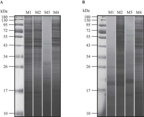 Figure 2. SDS-PAGE seperation of proteins from mycelium (A) and fruiting body (B) using different protein extraction methods, including direct extraction (Method 1), TCA precipitation extraction (Method 2), TCA/acetone precipitation extraction (Method 3), and phenol-based extraction (Method 4). Totally, 80 μg proteins are resolved using 12.5% polyacrylamide gel and visualized with CBB.
