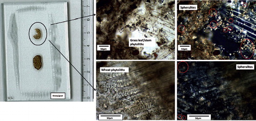 Fig. 1. Example of microscopic analysis of modern dung samples. Left: thin sectioned sheep/goat dung pellets. Top, middle: Microstructure of dung pellet in plain polarised light (PPL) showing grass leaf/stem phytoliths, spongey voids and organic matter. Top, right and bottom right: Dung pellet in crossed polarised light (XPL) showing calcareous faecal spherulites (circled in red). Bottom, middle: Dung pellet in plain polarised light (PPL) showing wheat phytoliths.