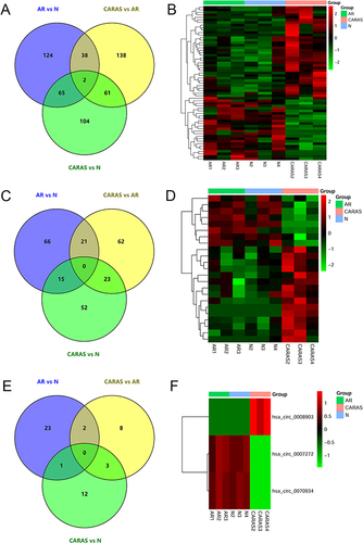 Figure 1 DEmRNAs/DElncRNAs/DEcircRNAs in N, AR, and CARAS. (A) Venn diagram of DEmRNAs in N, AR, and CARAS. (B) The heatmap of common DEmRNAs in AR vs N and CARAS vs AR groups. (C) Venn diagram of DElncRNAs in N, AR, and CARAS. (D) The heatmap of common DElncRNAs in AR vs N and CARAS vs AR groups. (E) Venn diagram of DEcircRNAs in N, AR, and CARAS. (F) The heatmap of common DEcircRNAs in AR vs N and CARAS vs AR groups. The color scale represented the expression levels.