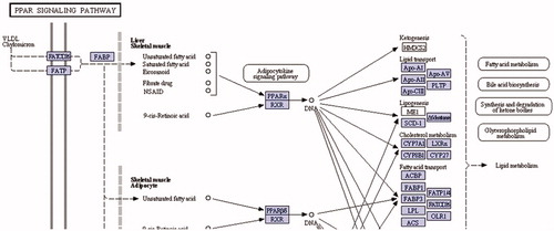 Figure 5. Fabp1 enzyme in KEGG pathway: PPAR signaling pathway (http://www.genome.jp/kegg-bin/show_pathway?ko03320+K00489).