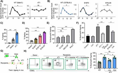 Figure 2. Metastatic cancers increase neutrophil aging