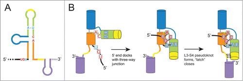 Figure 3. Hypothesized folding pathway for SL-type xrRNAs. (A) Cartoon diagram of an xrRNA, with different helical elements colored. The conserved nucleotides involved in key tertiary interactions are shown colored as per Figure 2. (B) Proposed steps by which xrRNAs fold are shown. Helices are depicted as cylinders and key nucleotides are included, all colored to match panel A.