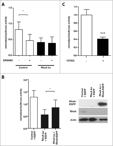 Figure 2. Decreased RAR reporter activity in RhoA-null keratinocytes is dependent on RhoA, ROCK, RARα. (A) Cultured control (white bars) and RhoA-null keratinocytes (black bars) were transfected with luciferase reporters for RAR and treated for 24 h with 10 μM ER50891, as indicated. Shown is the firefly luciferase activity of the reporters normalized to the renilla luciferase activity indicating transfection efficiency (n: 3; *: p < 0,05). (B) Left: Cultured control (white bars) and RhoA-null keratinocytes (black bars) were co-transfected with luciferase reporters for RAR and an EGFP-RhoA fusion protein or EGFP constructs, as indicated. Shown is the firefly luciferase activity of the reporters normalized to the renilla luciferase activity indicating transfection efficiency (n: 3; *: p < 0,05). Right: Representative blots showing efficient expression of EGFP-RhoA fusion protein and endogenous RhoA in control and RhoA-null keratinocytes. (C) Cultured control keratinocytes were transfected with luciferase reporters for RAR and incubated for 24 h with 25 μM of the ROCK inhibitor Y27632 (black bar) or left untreated (white bar). Shown is the firefly luciferase activity of the reporters normalized to the renilla luciferase activity indicating transfection efficiency (n: 15; ***: p < 0,001).