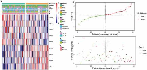 Figure 5. Characteristics of the prognostic gene signature. (a) Heatmap of the autophagy-associated gene expression profiles in prognostic signature for TCGA-EAC. (b) The distribution of risk score and patient’s survival time, as well as status for TCGA-EAC