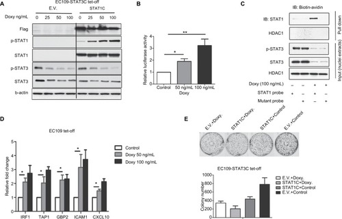 Figure 2 Knockdown of STAT3 increases STAT1 activation in ESCC cells.Notes: (A) Protein expression was measured using Western blots in EC109 tet-off cells treated with STAT1C transfection at different doses of doxycycline. Flag, p-STAT3(Y705), STAT3, p-STAT1(Y701), and STAT1 were measured, and β-actin was used as the loading control. (B) STAT1 luciferase reporter activity was measured 48 hours after adding doxycycline, and Western blots were performed in parallel. (**P<0.01, *P<0.05). (C) STAT1 DNA-binding activity was determined using a pull-down assay with a STAT1 probe. (D) The mRNA expression levels of STAT1 downstream genes, IRF1, TAP1, GBP2, ICAM1, and CXCL10, were measured by qRT-PCR. (E) Correlation of STAT1/STAT3 with colony formation. STAT1C or empty vector was transfected, and then cells were treated with doxycycline or control. Then, the cells were cultured for 10 days. Similar results were observed in three independent experiments (*P<0.05).Abbreviations: EV, empty vector; doxy, doxycycline; tet, tetracycline; STAT, signal transducer and activator of transcription; ESCC, esophageal squamous cell carcinoma.