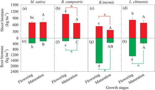 Figure 1. Shoot- and root biomass in the four forage crop cultivations during the flowering and maturation phases. Values are means ± standard error (n = 4). Different lowercase and uppercase letters mean significant difference in a given variable during the flowering and maturation phases, respectively. Asterisk (*) means a significant difference between the two growth stages at the level of 0.05 based on t-test