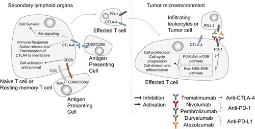 Figure 4 Pathways and molecules targeted by immunotherapy. Immune checkpoint blockade drugs suppress cancer development by inhibiting PD-1 (nivolumab, pembrolizumab), PD-L1 (durvalumab, atezolzumab) and CTLA-4 (Tremelimumab).