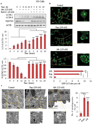 Figure 1. Alborixin induced autophagy in N9 cells. (A) Western blot analysis for LC3B-II and SQSTM1 and calculation of autophagy flux after treatment with alborixin at indicated time periods in the absence and presence of bafilomycin A1 in mouse microglial N9 cells. Autophagic flux was calculated through ratio of LC3B-II:ACTB in the absence and presence of bafilomycin A1. (B) Confocal microscopy analysis of N9 cells for GFP-LC3 puncta. LC3 puncta were visualized and counted after 12-h treatment of N9 cells with alborixin (125 nM) and rapamycin (200 nM). The Images shown here are representative of 1 of 3 similar experiments and were taken at 40x. The scale bar in zoomed-out images: 20 μm. The average number of puncta per cells were calculated after analyzing 200 cells from 3 independent experiments (3n). (C) Transmission electron microscopy was used to analyze the formation of autophagosomes in N9 cells, which were treated similarly as in Figure 1B. The scale bars used in zoomed-out and zoomed-in images are shown in the figure. A total of 45 cells were analyzed for counting average number of autophagosomes per cell. Densitometry of western blots was done by using ImageJ software and statistical comparisons were made as shown in the figure by using Bonferroni test. p value<0.05 was considered to be significant with ***p < 0.001, **p < 0.01, *p < 0.05. The images presented in this figure are only representative in nature.