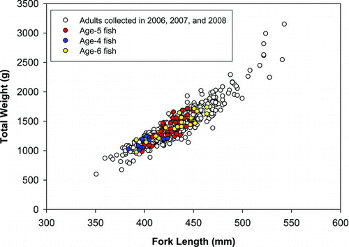 FIGURE 5 Total weight and fork length for all adult American shad collected during spawning migrations in the York River in 2006, 2007, and 2008 (n = 705). Individuals that were identified by their isotope signatures as age-4 fish in 2006 (n = 12), age-5 fish in 2007 (n = 63), and age-6 fish in 2008 (n = 22) are indicated. Only weights and lengths for prespawning fish are shown.