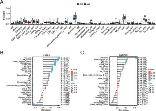 Figure 6 Immune infiltration analysis. (A) The landscape of the immune cells between HC and AS groups. (B and C) Correlation analysis between the hub DEARGs (HSPA5 and SQSTM1) and immune cell infiltration levels. *p < 0.05, **p < 0.01, and ***p < 0.001; ns indicates no statistical difference.