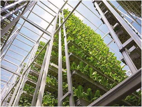 Figure 5. Racks of vegetables in a glasshouse design with hydroponics (Source: Sky Greens Citation2017).