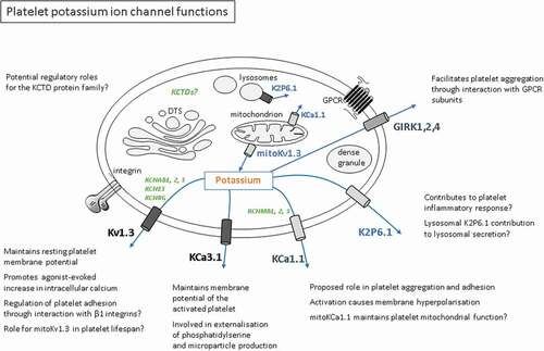 Figure 1. Platelet potassium ion channel functions