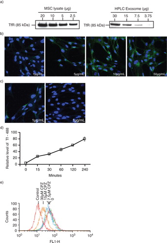 Fig. 1.  Transferrin (Tf) uptake and release by mesenchymal stem cells. a) Western blot analysis for the presence of CD71 (TfRs) in E1-MYC 16.3 cell lysate and HPLC-purified exosome preparations using anti-CD71; b) E1-MYC 16.3 cells were cultured in chamber slides. After incubating with 1, 5, 10 or 50 µg/mL of Alexa488-labelled Tf for 15 minutes, the cells were washed, fixed, counterstained with DAPI and observed by confocal microscopy. c) E1-MYC 16.3 cells were cultured in the presence of 1 µg/mL of Alexa488-labelled Tf for 30 minutes. The cultures were washed. Half of the cultures were fixed and counterstained with DAPI. The other half were cultured for another 30 minutes in the absence of the labelled Tf before they were similarly processed and observed by confocal microscopy; d) 105 E1-MYC 16.3 cells were plated into each well of a 6-well culture plate. After overnight incubation, cells were treated with 5 µg/mL of Tf-A488 (Life Technology, Grand Island, NY) and incubated for 15, 30, 60, 120 and 240 minutes. The cells were harvested and analysed by flow cytometry. e) 105 E1-MYC 16.3 cells were plated into each well of a 6-well culture plate. After overnight incubation, the cells in each well were serum-starved for 1 hour, exposed to 0, 7.5, 15 or 30 µm CPZ before washing with PBS and incubated for another 30 minutes with fresh serum-free medium containing 5 µg/mL of Tf-A488 and 0, 7.5, 15 or 30 µm CPZ. The cells were harvested and analysed by flow cytometry.