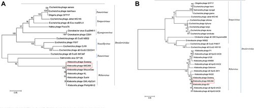 Figure 5 Phylogenetic analysis of phages belonging to different genera of the family Drexlerviridae based on their terminase large subunit (A) and capsid proteins (B). Phylogenetic trees were constructed using the neighbor-joining method with 1000 bootstrap replicates (red box).