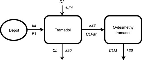 Figure 2 Scheme of the model used to describe the tramadol and O-desmethyltramadol plasma concentration–time profiles.