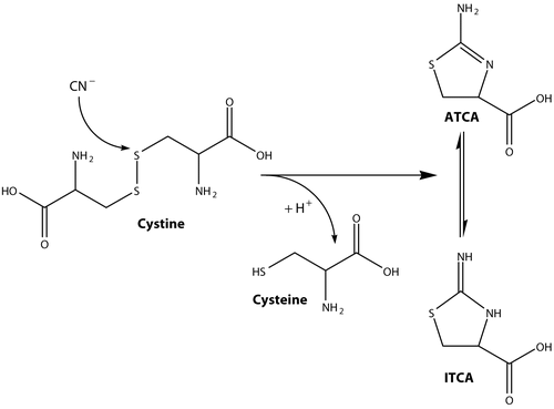 Figure 1.  The production of ATCA from cyanide and cystine.