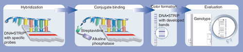 Figure 2. Overview of the GenoType® MTBDRplus assay.Image courtesy of Hain Lifescience GmbH, Nehren, Germany.Modified with permission © Hain Lifescience.