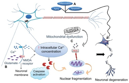 Figure 1 Various causes of neurodegeneration. Aging and inflammation due to infiltration of T lymphocytes followed by cytokines are the most common risk factors for neurodegeneration. (A) Apoptosis is considered to be programmed cell death that allows clearing out of old cells by inducing their death. However, if the same mechanism becomes dysregulated as a result of mutations, healthy cells also die, leading to neuronal loss followed by symptoms of disease. (B) Excitotoxicity is the other major cause whereby the N-methyl D-aspartate (NMDA) receptor is excessively activated by the endogenous ligand, glutamate. This drives the influx of extracellular calcium intracellularly, activating caspases which in turn destroy the nucleic acids mediating cell death. (C) Mitochondrial dysfunction due to old age or toxins generates free radicals (reactive oxygen species) that defragment DNA.Note: These processes may occur either independently or collectively under the influence of environmental factors, medications, and infections, precipitate symptoms of neurological disorders.
