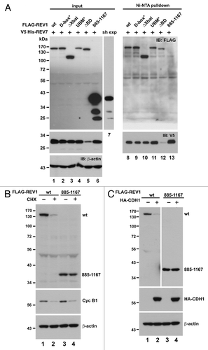 Figure 5. Interaction between REV1 and REV7. (A) Identification of a novel REV7-binding domain. HEK293T cells were co-transfected with FLAG-REV1 wt or mutants as indicated, and V5 His-REV7. FLAG-REV1 885–1,167 truncation mutant contains the C-terminal region (amino acids 885–1,167) of REV1 protein. Cells were lysed 48 h after transfection and incubated with Ni-NTA resin. Both input lysates and Ni-NTA pulldown were analyzed for FLAG-REV1 and V5 His-REV7 proteins by western blotting with antibodies against FLAG and V5. FLAG-REV1 885–1,167 mutant was highly expressed in cells and a short exposure (sh exp) of this lane in input immunoblot was also shown. (B) Stability of FLAG-REV1 885–1,167 mutant. Cells were transfected with FLAG-REV1 wild-type (wt) or 885–1,167 mutant plasmid. Forty-eight hours after transfection, cells were treated with 15 μg/mL cycloheximide (CHX; lanes 2 and 4) for 12 h before harvest. FLAG-REV1 was analyzed by western blotting. Cyclin B1 was also detected to control for CHX activity. (C) Cells were co-transfected with FLAG-REV1 wild-type (wt) or 885–1167 mutant plus HA-CDH1 plasmids (lanes 2 and 4). Forty-eight hours after transfection, cells were lysed, and FLAG-REV1 and HA-CDH1 proteins were analyzed by western blotting.