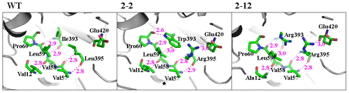 Fig. 4. Hydrogen bonds attributed to Val12, Ile393, and Leu395 in the dual β-sheet domain.