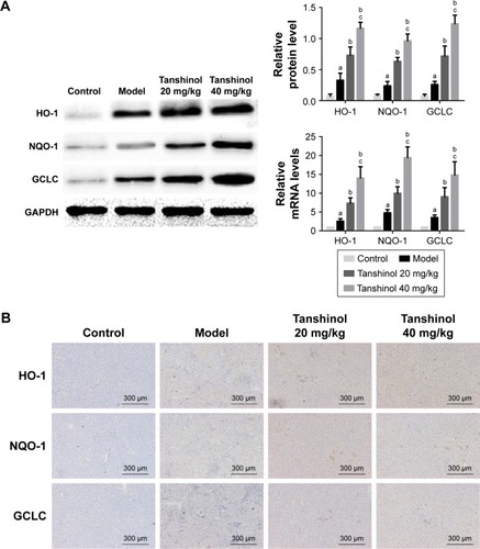 Figure 6 Effect of tanshinol on expression of HO-1, NQO-1 and GCLC in CCl4-induced liver tissues.