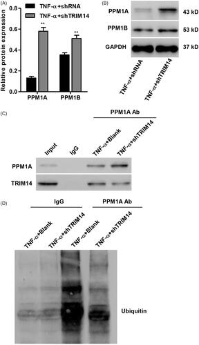Figure 5. TRIM14 binds to and ubiquitination of PPM1A in vitro. (A,B) The protein expression of PPM1A and PPM1B in TNF-α-induced HNPC was measured by Western blot assay. (C) Co-immunoprecipitation showed that TRIM14 interacts with PPM1A in TNF-α-induced HNPC with TRIM14 down-regulation. (D) HNPC with TRIM14 down-regulation was treated with TNF-α, and PPM1A was immunoprecipitated and immunoblotted. **p < .01 compared with control.