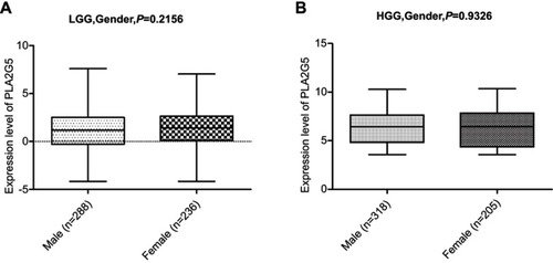 Figure S3 There was no correlation between the PLA2G5 gene expression level and gender in both LGGs (A) and HGGs (B).Abbreviations: TCGA, the Cancer Genome Atlas; LGG, low-grade glioma; HGG, high-grade glioma.