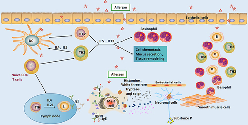 Figure 1 Pattern of pathogenesis of allergic rhinitis.