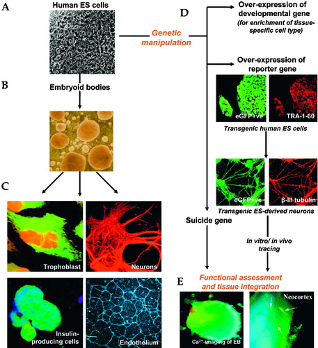 Figure 1 From undifferentiated human embryonic stem(ES) cells to regenerative medicine. A shows an undifferentiated human ES cell colony and the typical morphology of undifferentiated stem cells with high nuclear to cytoplasm ratio and prominent nuclei in the cells. One of the most commonly used methods for studying human ES cell differentiation relies on the differentiation within cellular aggregates known as embryoid bodies (B), resulting in the formation of cells containing elements of ectoderm, endoderm and mesoderm. C. Subsequently, these differentiated progenitors can be selectively induced to differentiate into tissue‐specific cell derivatives, such as neurons, endothelium and trophoblast. D. Additionally, human ES cells can be genetically manipulated in vitro and used as vectors in cell‐based therapies. Over‐expression of key developmental gene would enhance the differentiation of human ES cells into lineage‐specific cell derivatives, and with the reporter gene‐tagging technology, these differentiated cells can also be used to trace the trafficking of the transplanted cells in pre‐clinical studies. Shown here, are the eGFP‐expressing human ES cell clones which express TRA‐1‐60 stem cell marker, and eGFP‐expressing neurons stained with TUJ‐1 antibody which detects neuronal β‐III tubulin. On the other hand, it has been proven that possible tumorigenesis evoked by the persistent stem cells amongst the differentiated cultures can be selectively eliminated by the over‐expression of a ‘suicide gene’ and appropriate drug administration. E. It is also important to ensure that differentiated cells acquire cell surface signals and ascertain whether integration occurs upon transplantation. Left: changes in the intracellular Ca2+ concentration, measured using fluorescent probe Fura‐2AM can be used to record the transient Ca2+ changes in putative β‐cells derived from an EB, showing that differentiated cells express voltage‐dependent Ca2+‐channels. Right: eGFP‐expressing human EC‐derived neurons that are integrated into rat neocortex upon transplantation. The outcome is therefore pertinent to potential clinical use of human ES cells in transplantation therapy.