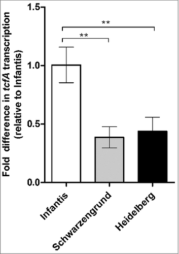 Figure 10. tcfA is expressed at varying levels by distinct NTS serovars during mouse infection. Eight week old female C57BL/6 mice were pretreated with streptomycin and infected by oral gavage with 2–3×107 CFU of S. Infantis, S. Schwarzengrund and S. Heidelberg (four mice per group). One day p.i. the mice were sacrificed and total RNA was extracted from the cecum and colon of these infected mice. qRT-PCR was applied to determine tcfA transcription (relative to 16S rRNA). tcfA expression is presented relative to its expression in the mice infected with S. Infantis. One way ANOVA with Dunnett's Multiple Comparison Test was performed to determine statistical significance. ##, P< 0.01