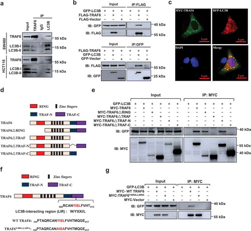 Figure 4. TRAF6 interacts with LC3B. (a) SW480 or HCT116 cells were immunoprecipitated (IP) with IgG, TRAF6 or LC3B antibody, and the immunoprecipitates were analyzed by western blot. (b) Western blot analysis of lysates after immunoprecipitation from HEK293T cells transfected with FLAG-TRAF6 and GFP-LC3B. (c) Representative images showing colocalization of transfected FLAG-TRAF6 and RFP-LC3B in HCT116 cells, examined by confocal microscopy. (d) Schematic representation of TRAF6 and mutants. (e) Immunoprecipitation and immunoblot of cell lysates from HEK293T cells expressing GFP-LC3B and deletion mutants of TRAF6 with MYC-tag. (f) Schematic representation of the YISL motif in TRAF6. (g) Immunoprecipitation and immunoblot of cell lysates from HEK293T cells expressing GFP-LC3B and MYC-TRAF6 or MYC-TRAF6Y406A,L409A.