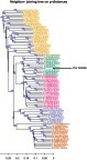 Figure 1 Phylogenetic tree of the entire sequences, including reference from accepted genotypesCitation2 (shown in different colors) and our sequence (Px). Trees were generated using neighbor-joining based on the p-distances. Only those bootstrap-values greater than 60 are shown.