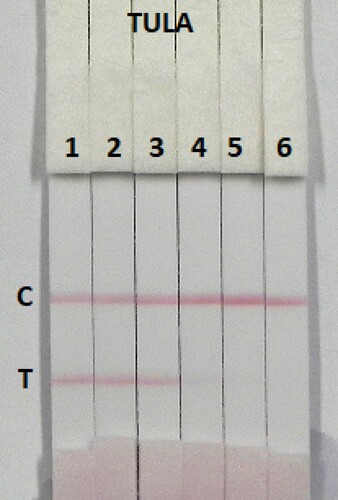 Figure 5. Colloidal gold immunochromatography assay for TULA in 0.01 M PBS (pH 7.4). TULA concentration: 1 = 0 ng/mL; 2 = 0.1 ng/mL; 3 = 0.25 ng/mL; 4 = 0.5 ng/mL; 5 = 1 ng/mL; and 6 = 2.5 ng/mL. TULA, tulathromycin; C, control line; T, test line.