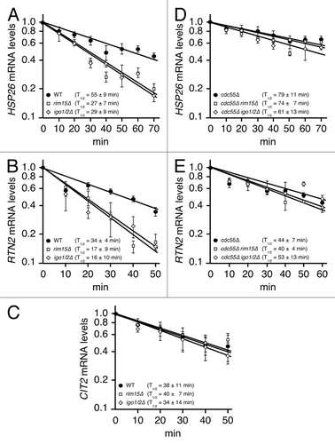 Figure 3. TORC1 controls mRNA stability via the PP2ACdc55-inhibitory endosulfines. (A–E) qRT-PCR analysis of HSP26 (A and D), RTN2 (B and E) and CIT2 (C) mRNA levels in rapamycin-treated cells. mRNA samples were harvested from cells, which harbored the Cre-EBD78 and an appropriate loxP-ORF-loxP reporter construct (see Table 1) and that were treated with rapamycin and estradiol following the protocol outlined in Figure 2A. The values for the reference samples at time point 0 (corresponding to the time point 130 min of the rapamycin treatment) were normalized to 1.0 for each strain. Notably, the Rim15-Igo1/2-PP2ACdc55 signaling branch also regulates transcription (in part via Gis1) of HSP26 and RTN2, but not of CIT2 (see also the model in Fig. 4).Citation5,Citation18,Citation31 Before their normalization to 1.0, the relative levels of HSP26 and RTN2 mRNAs, but not the ones of CIT2, therefore differed significantly between the various mutant strains. Accordingly, the HSP26 mRNA levels in rim15∆, igo1/2∆, cdc55∆, cdc55∆ rim15∆ and cdc55∆ igo1/2∆ cells were 23%, 13%, 225%, 170% and 196%, respectively, when compared with those in wild-type cells (in (A and D)). Similarly, RTN2 mRNA levels in rim15∆, igo1/2∆, cdc55∆, cdc55∆ rim15∆ and cdc55∆ igo1/2∆ cells were 17%, 25%, 155%, 150% and 132%, respectively, when compared with those in wild-type cells (in (B and E)). Estradiol-induced excision of the loxP-ORF-loxP loci was verified independently and found to be at least 85% complete for each strain at time point 0 (i.e. 70 min following estradiol addition). Data points represent means ± S.D. of three independent experiments.