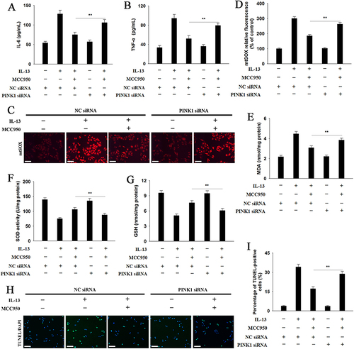 Figure 7 PINK1 siRNA attenuates the protective effects of MCC950 on IL-13 treated HNEpCs. (A and B) The levels of IL-6 and TNF-α were determined by the ELISA kits. (C and D) Representative micrographs of mtROS were indicated by MitoSOX staining and the integrated fluorescence intensity was quantified (Magnification: 200×). (E–G) MDA content, SOD activity, GSH level were determined. (H and I) Representative immunofluorescence images and quantification of TUNEL-positive cells in HNEpCs (Magnification: 100×). Data are presented as mean ± SEM (n=3). **P<0.01.