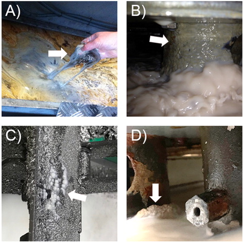 Figure 3. Biofilms in MWF systems may vary in size and maturity. (A) Very young biofilms are easily removable, whereas (B) mature ones offer a lot of resistance to cleaning agents. (C), (D) Molds like to settle in places outside the waterline, and the surfaces covered may be very small at the beginning but offer them a chance to distribute all over, using spores as transportation devices.