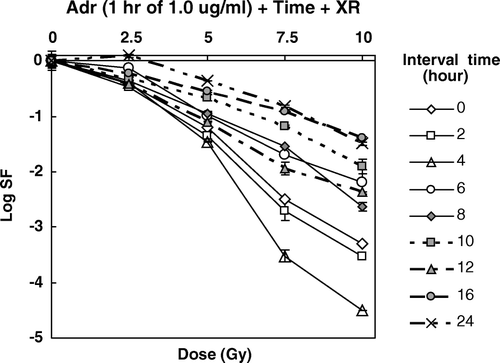 Figure 5.  Survival curves for HepG2 cells exposed to DOX for one hour at a dose of 1.0 µgm/ml and then irradiated with graded doses of XR as a function of time after removal of the Adr.