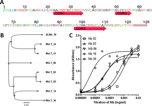 Figure 1. ALNb18 identification properties. (A) Amino acids sequence of the nanobody ALNb18 showing the three hypervariable complementarity-determining regions (CDR 1, 2 and 3). Numbers above the sequence are according to IMGT numbering [Citation39]. (B) Neighbor-joining rooted tree layout generated by Geneious 4.8.4 software after alignment between amino acid sequences of ALNb18 and other ALNbs resulting from previously published works. (C) Dose-response graph as obtained from ELISA plate. Immobilized leishmania antigens (1 µg/well) were incubated overnight at 4 C◦. After several steps of washing, final detection of bound nanobodies in the wells was achieved using rabbit anti-nanobody antibody (1:500) followed by a G-a-R-HRP (1:3000).