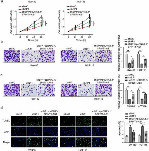 Figure 4. SP1 upregulated SPINT1-AS1 expression promoted the tumorigenesis of CRC. (a-d) CCK-8, transwell and TUNEL assays showed the viability, migration, invasion and apoptosis of CRC cells transfected with shNC, shSP1, and shSP1+ pcDNA3.1/SPINT1-AS1. *p < 0.05, **p < 0.01.