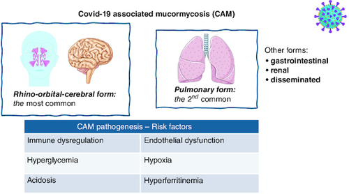 Figure 3. COVID-19-associated mucormycosis presentation and pathogenesis.The most common form is the rhino-orbital-cerebral, followed by the pulmonary form. SARS-CoV-2 infection enhances Mucor growth and contributes to tissue invasion in multiple ways: causing immune dysregulation and endothelial dysfunction, and creating a hypoxic, acidotic environment.
