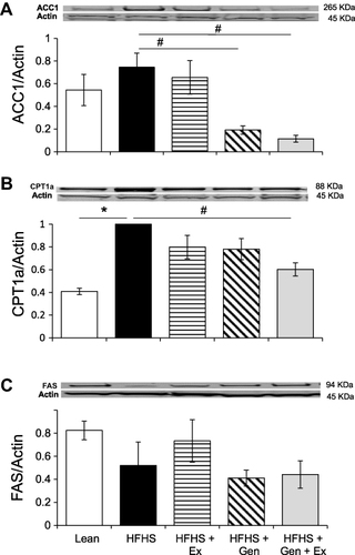 Figure 4 Effects of 12 weeks of genistein treatment, exercise training, and combined treatment on the expression of key hepatic proteins relating to fatty acid metabolism. (A) Expression of acetyl-CoA carboxylase, ACC1, in liver. (B) Expression of carnitine palmitoyl transferase, CPT1a, in liver. (C) Expression of fatty acid synthase, FAS, in liver. Protein expression was determined by Western blot analysis. Protein expression was normalized to actin. Values are reported as mean ± SEM for 2–3 independent experiments for each protein of interest performed on 4–8 samples per group. *Significant difference from lean, #Significant treatment effect, P < 0.05.